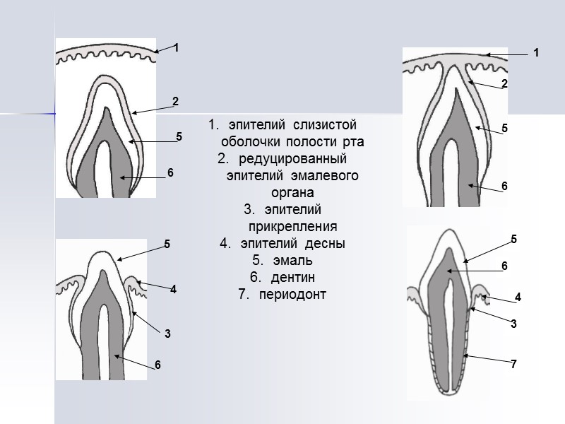 эпителий слизистой оболочки полости рта редуцированный эпителий эмалевого органа эпителий прикрепления эпителий десны эмаль